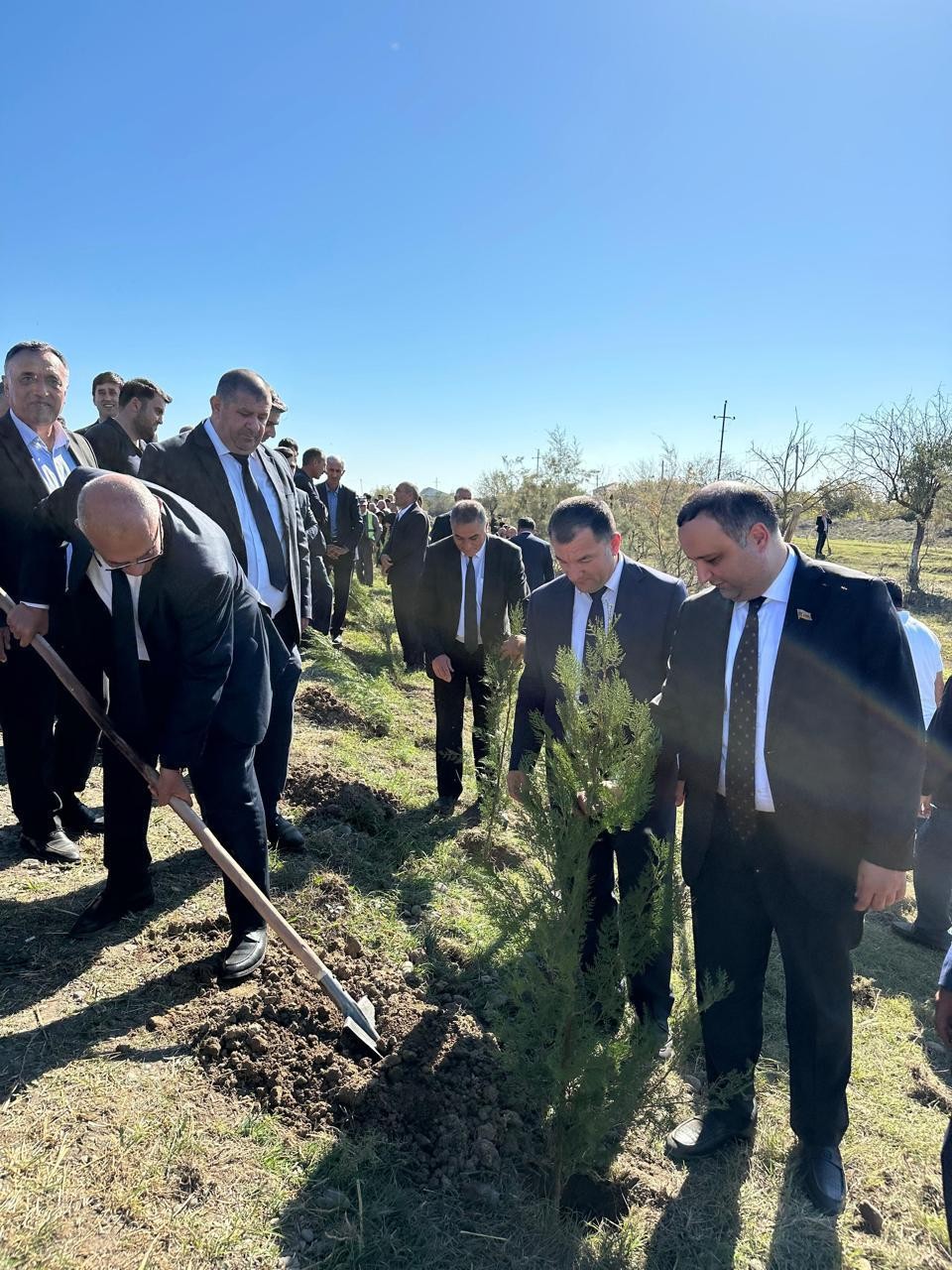 Beyləqanda növbəti ağacəkmə aksiyası keçirilib - FOTOLAR